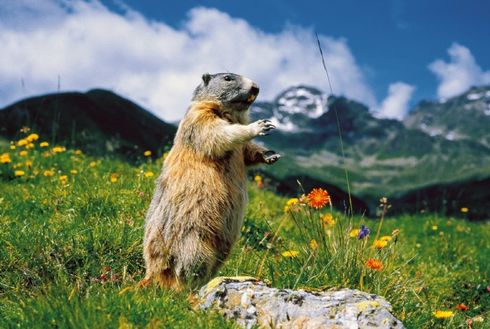 Murmeltier auf Alpenwiese