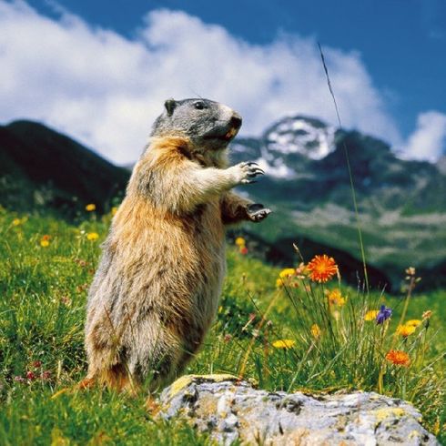 Murmeltier auf Alpenwiese