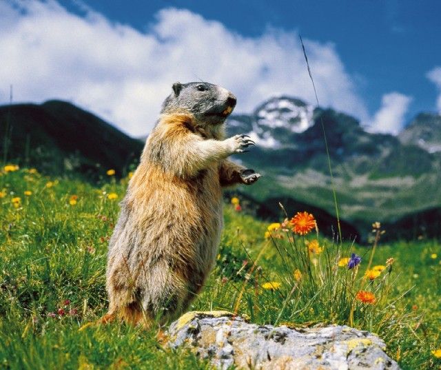 Murmeltier auf Alpenwiese