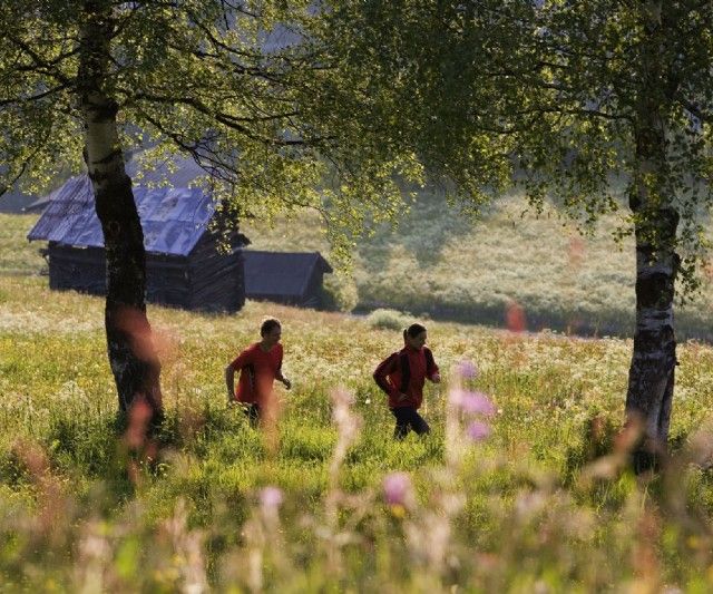 Wandern auf Alpenwiese